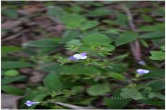 Mazus pumilus